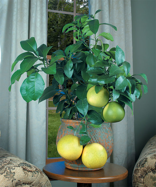 Pink Grapefruit (Citrus paradisi ‘Ruby Red’)