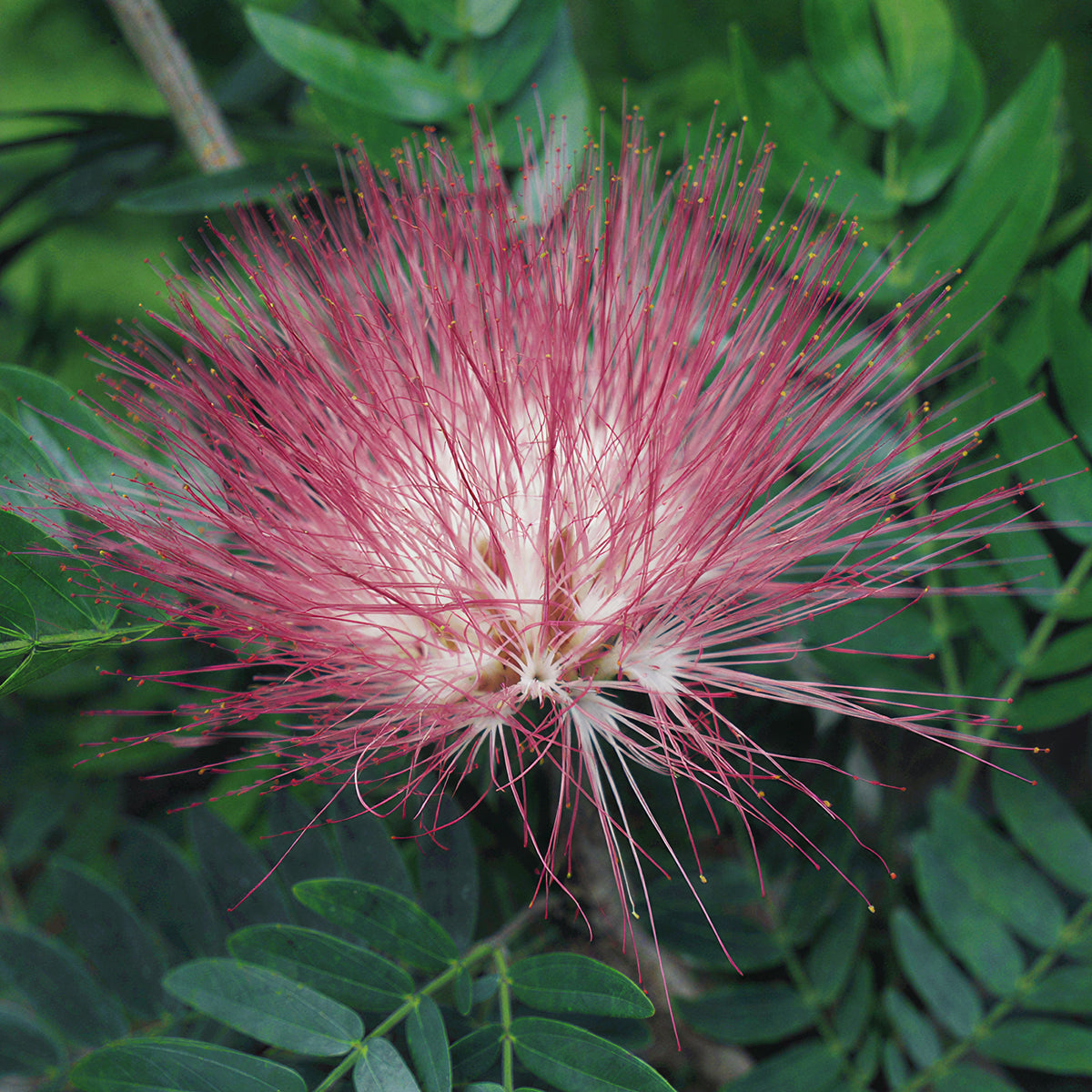 Powder Puff Plant (Calliandra surinamensis) for sale