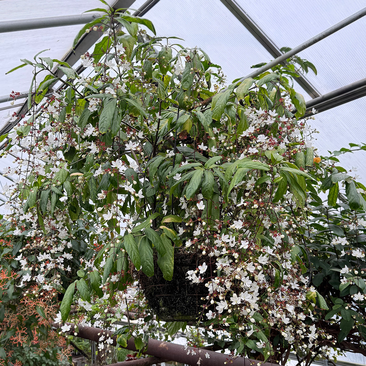 Chains of Glory (Clerodendrum smithianum)
