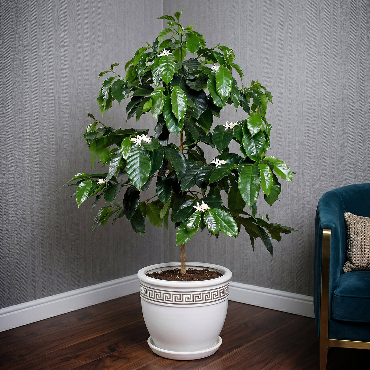 Coffee plant for sale