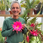 Orchid Cactus ‘Unforgettable’ (Epiphyllum hybrid)
