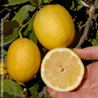 Citrus