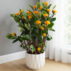 Golden Brush Ginger plant for sale