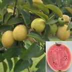 Guava Tree 'Ka Hua Kula' for sale