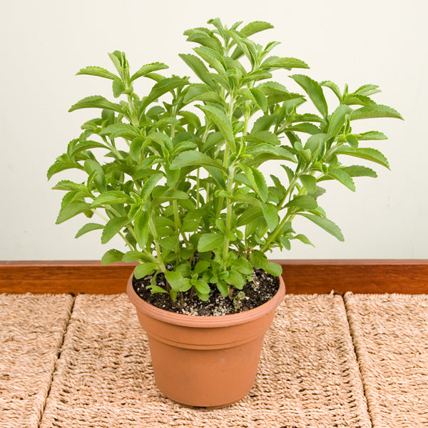 Sweetleaf Stevia Plant (Stevia rebaudiana)