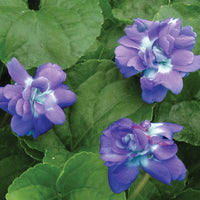 Violet