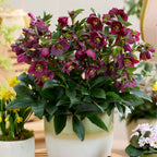 Helleborus 'Spring Sparkle Red' PPAF (Helleborus hybrid)