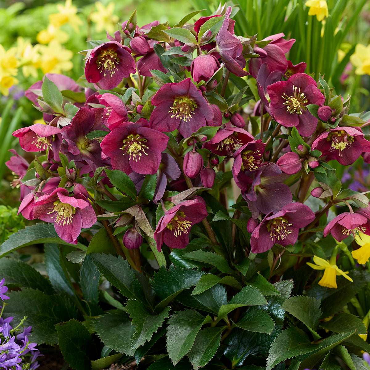 Helleborus 'Spring Sparkle Red'