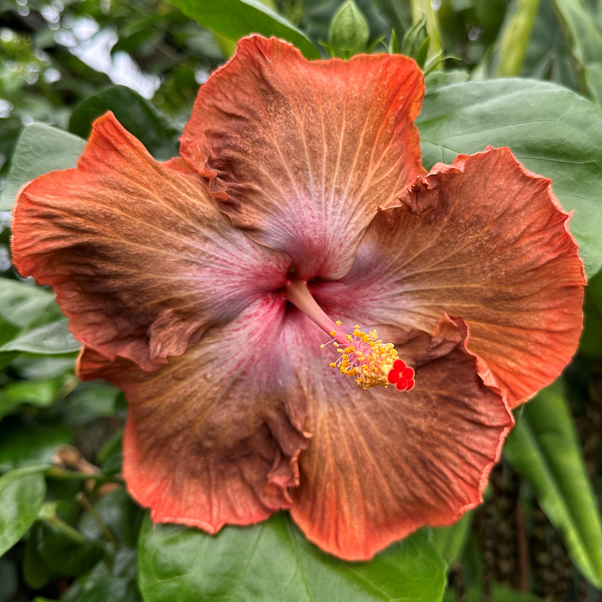 Hibiscus 'Brown Eyes' for sale
