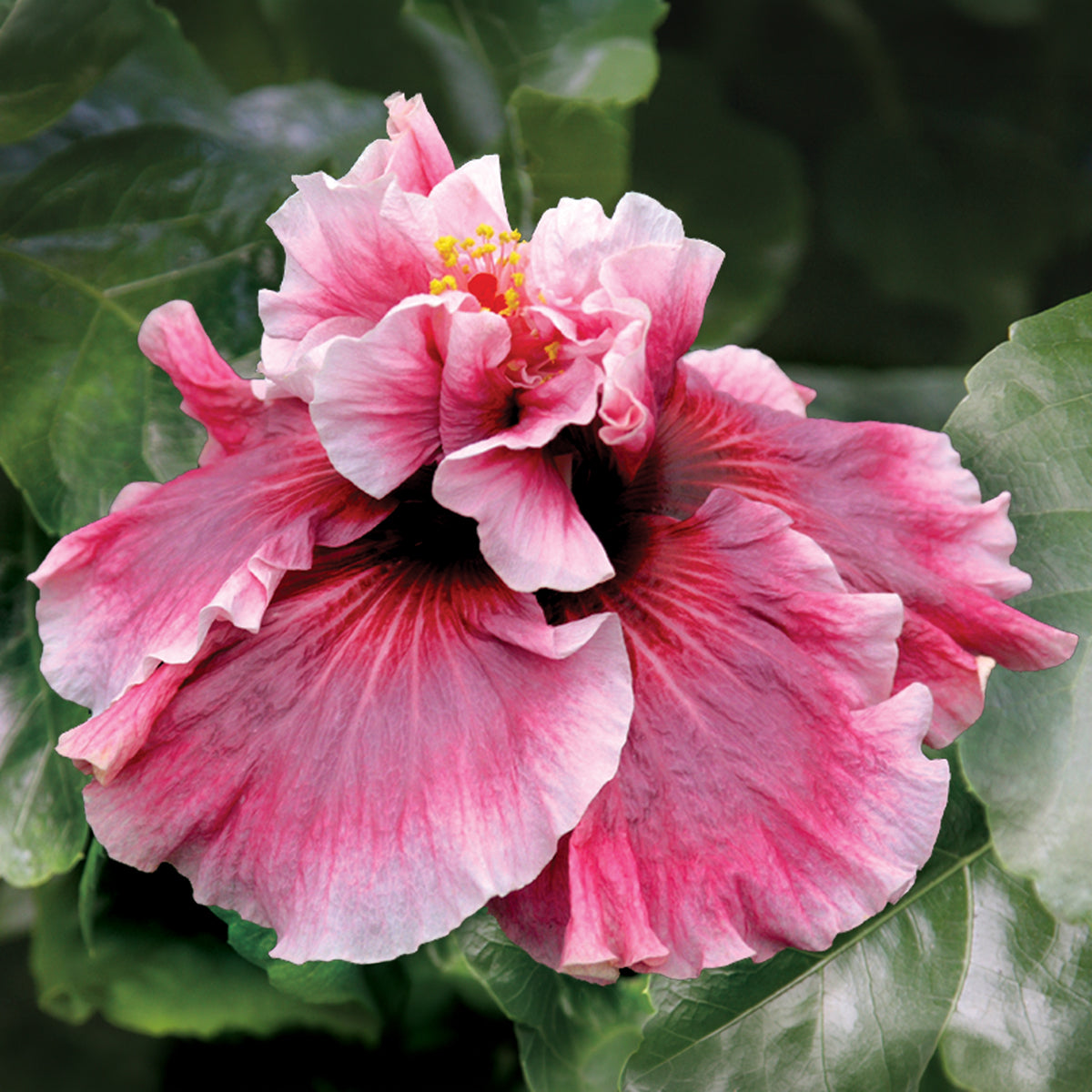 Hibiscus 'Magnifique' plant for sale