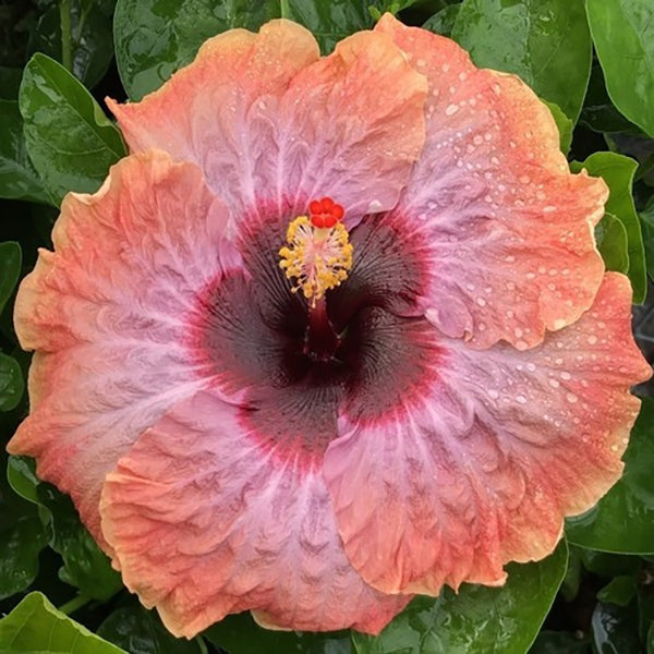 Hibiscus Moonstruck tropical flowering plant for sale