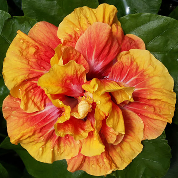 Hibiscus 'So Fine' tropical plant for sale