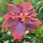 Hibiscus Queen of Dreams plant for sale