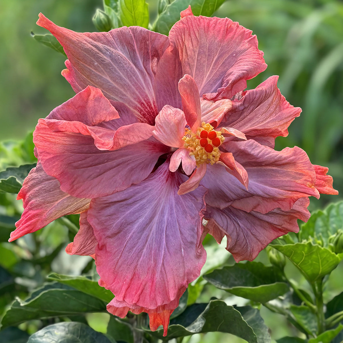 Hibiscus Queen of Dreams plant for sale