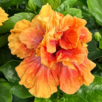 Hibiscus 'So Fine' (Hibiscus rosa-sinensis hybrid)