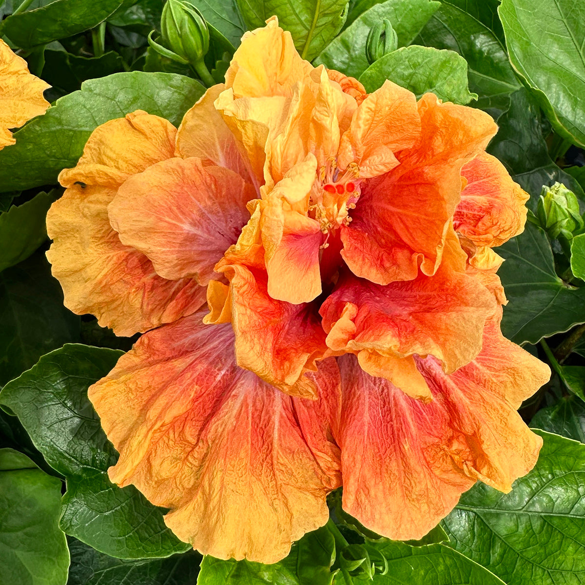 Hibiscus 'So Fine' (Hibiscus rosa-sinensis hybrid)