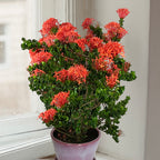 Ixora ‘Siam Ribbon’ (Ixora hybrid)