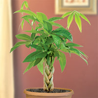 Money Tree