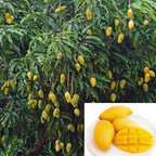 Mango Nam Doc Mai tree for sale