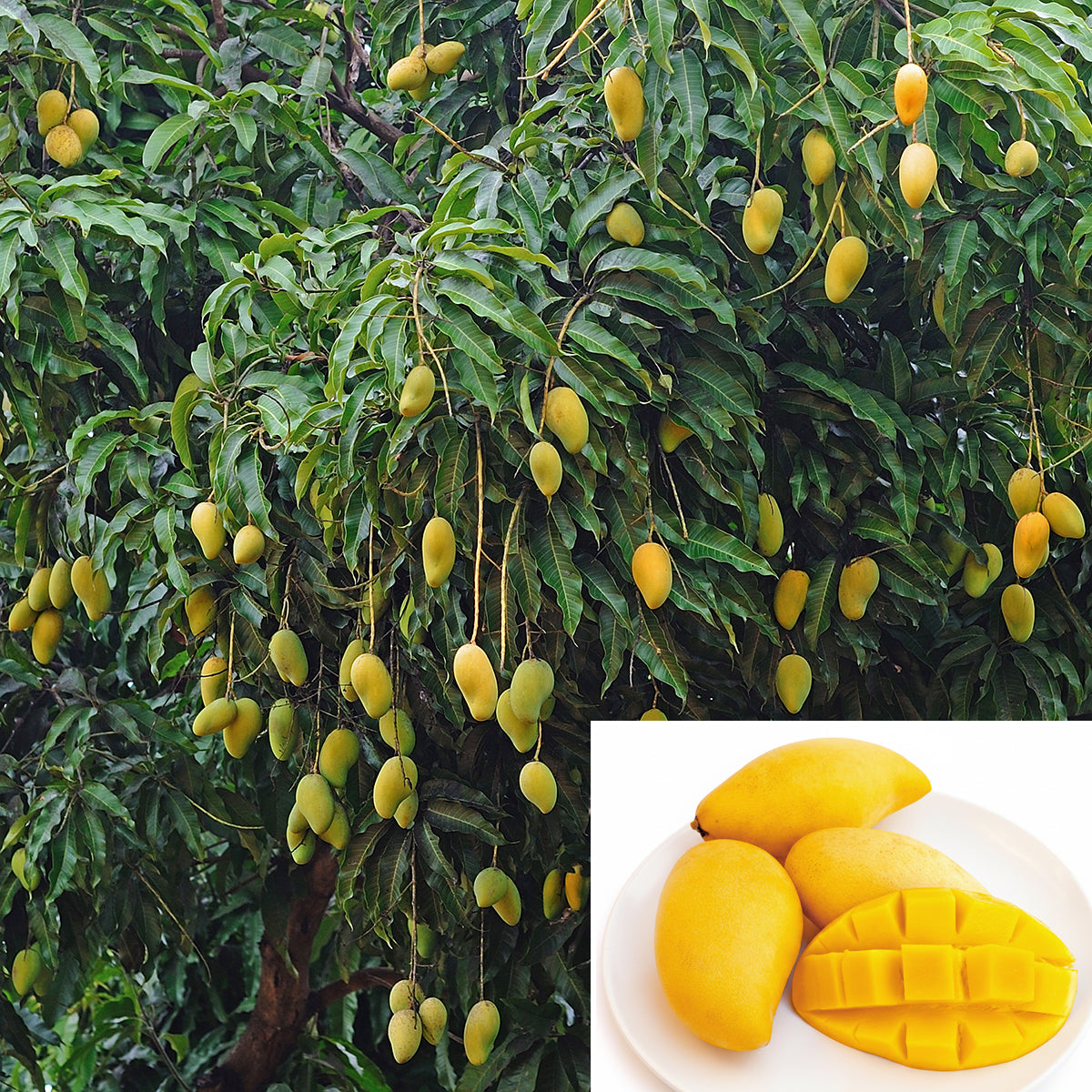 Mango Nam Doc Mai tree for sale