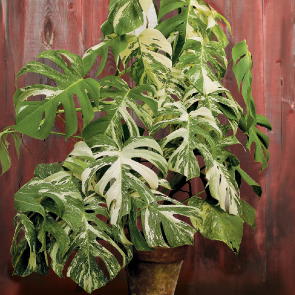 Variegated Monstera specimen