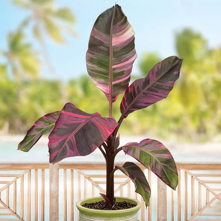 Pink Variegated Banana Plant 'NoNo' for sale
