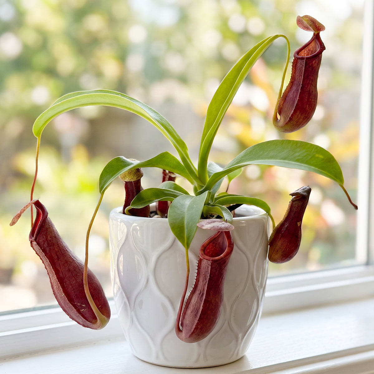 Tropical Pitcher Plant ‘Bill Bailey’