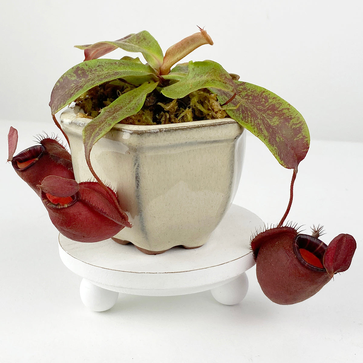 Tropical Pitcher Plant ‘Black Miracle’ Hybrid (Nepenthes hybrid)