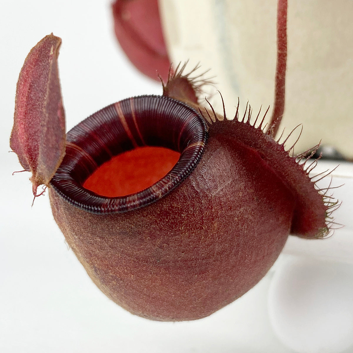 Tropical Pitcher Plant ‘Black Miracle’ Hybrid (Nepenthes hybrid)