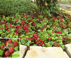 Arctic Raspberry Plant ‘Beta’ (Rubus arcticus x stellarcticus)