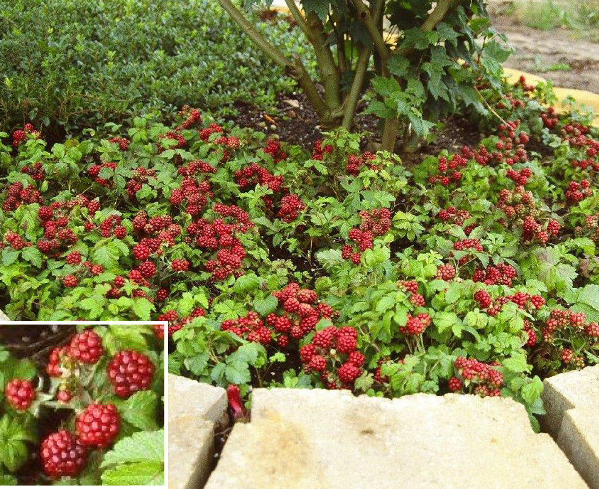 Arctic Raspberry Plant ‘Beta’ (Rubus arcticus x stellarcticus)