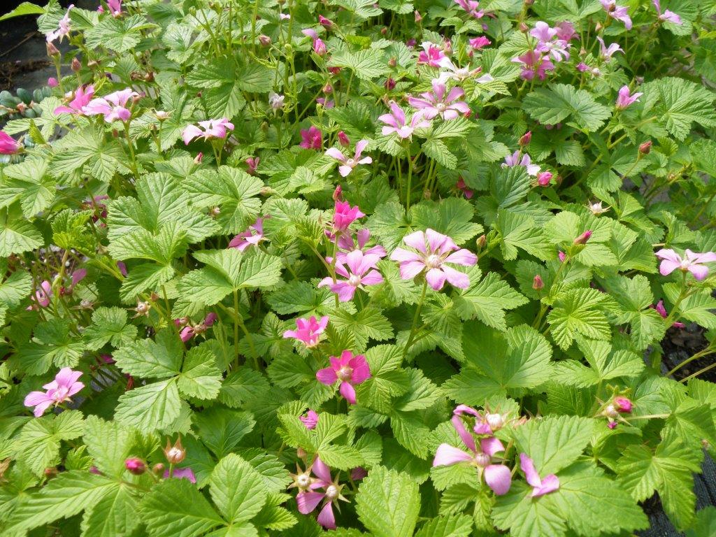 Arctic Raspberry Plant ‘Beta’ (Rubus arcticus x stellarcticus)