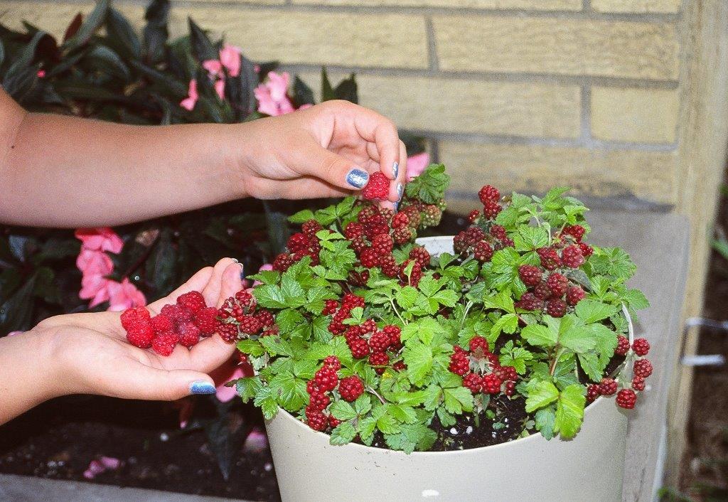 Arctic Raspberry Plant ‘Beta’ (Rubus arcticus x stellarcticus)