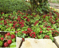 Arctic Raspberry