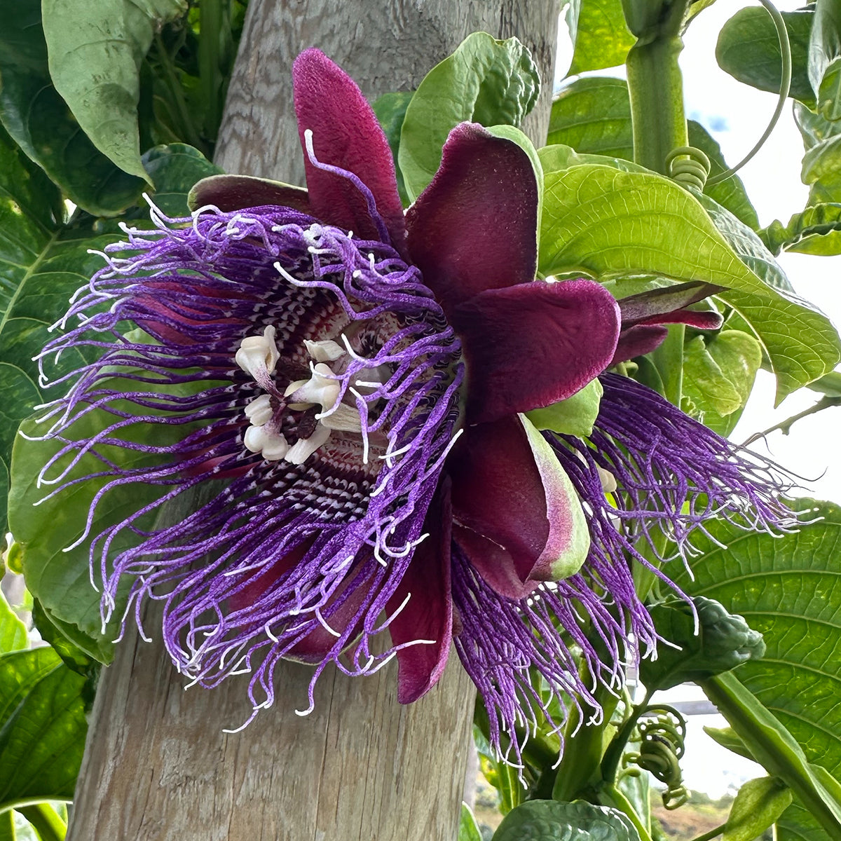 Passiflora quadrangularis (Passiflora quadrangularis)