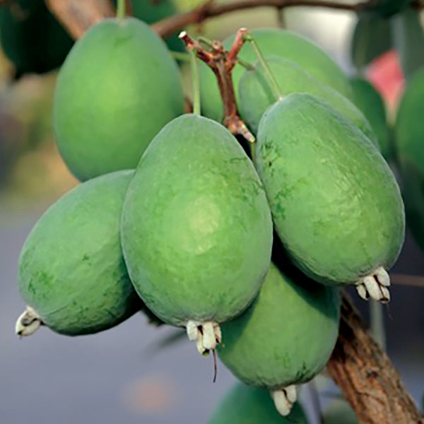 New Zealand Pineapple Guava Kaiteri™ PP - potted plant for sale