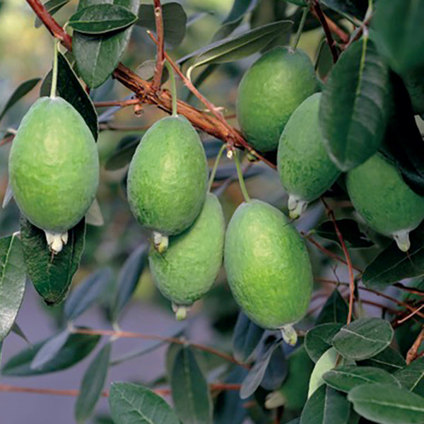 New Zealand Pineapple Guava Set Kaiteri™ PP & Kakariki™ PP (Acca sellowiana)