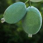 Pineapple Guava Tree (Acca sellowiana)