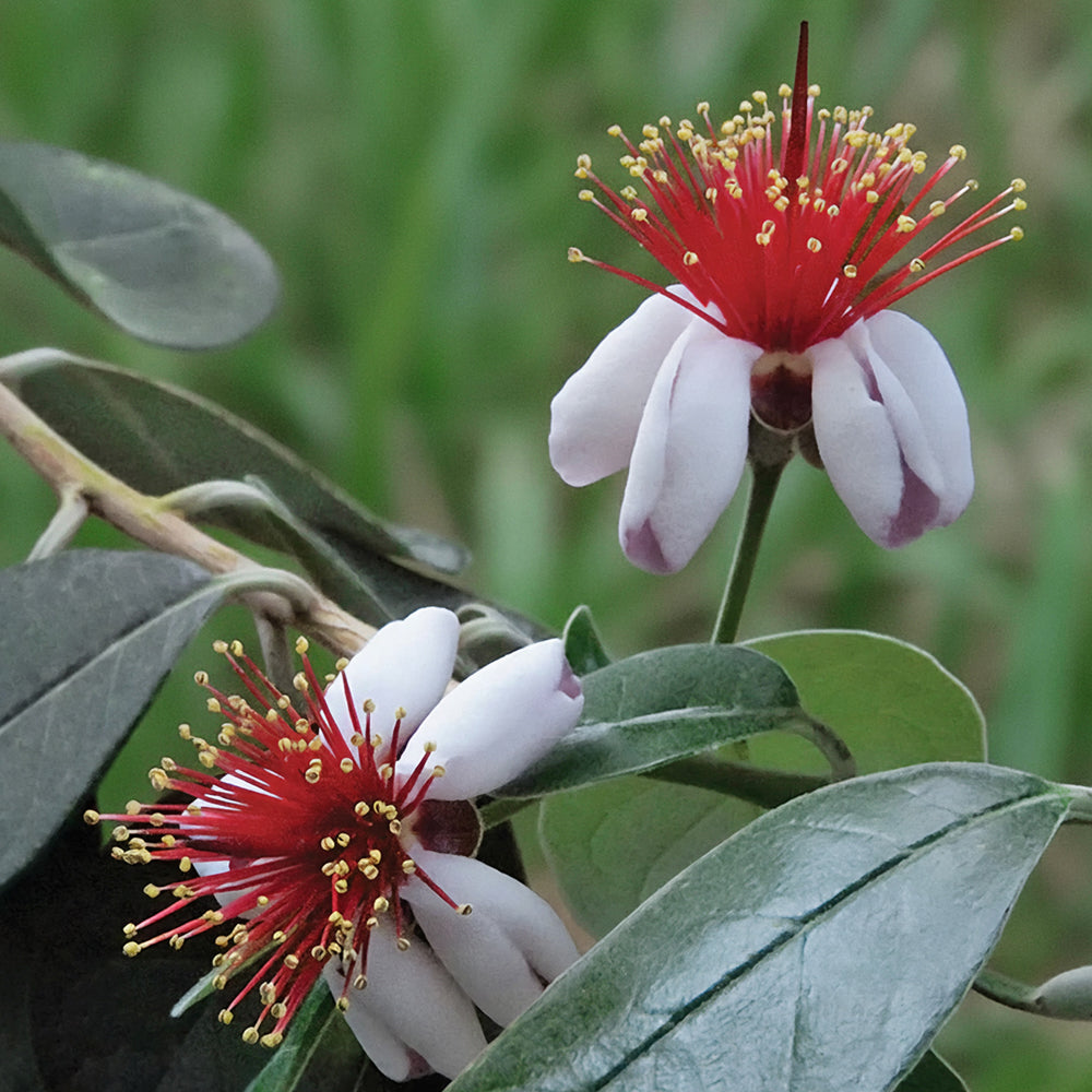 New Zealand Pineapple Guava Kaiteri™ PP (Acca sellowiana)