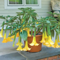 Plant-Hardiness-Zone-8-Angels-Trumpet-Angels-Summer-Dream-Brugmansia-hybrid (zonemap)
