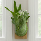 Giant Staghorn Fern plant for sale