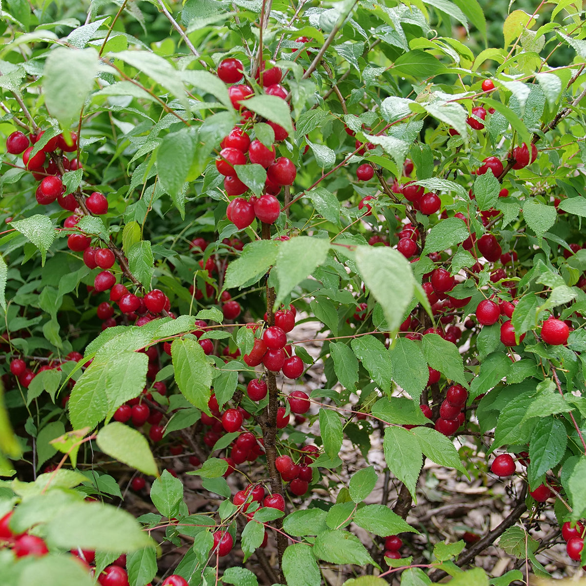 Bush Cherry Easy as Pie® (Prunus hybrid)
