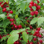 Bush Cherry Easy as Pie® plant for sale