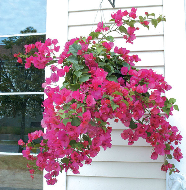 Bougainvillea ‘Barbara Karst’ (Bougainvillea hybrid)