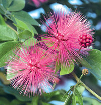 Powder Puff Plants
