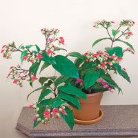 Bleeding Heart Vine