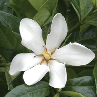 Gardenia