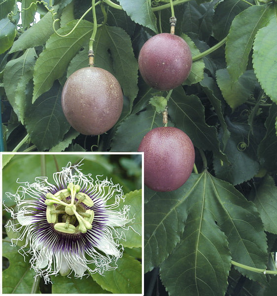 Passion Flower ‘Possum Purple’ (Passiflora edulis)