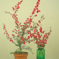 New Zealand Tea Tree