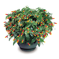Firecracker Vine